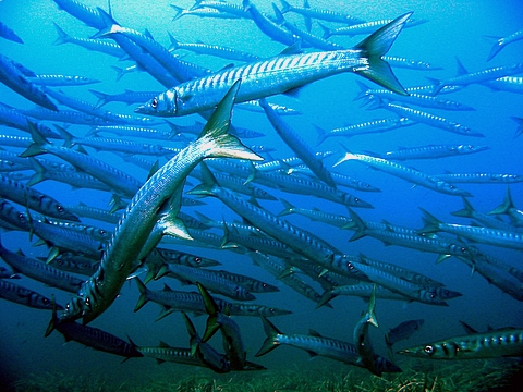 Barracuda al Circeo Sphyraena viridensis